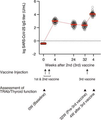 Effect of SARS-CoV-2 BNT162b2 mRNA vaccine on thyroid autoimmunity: A twelve-month follow-up study